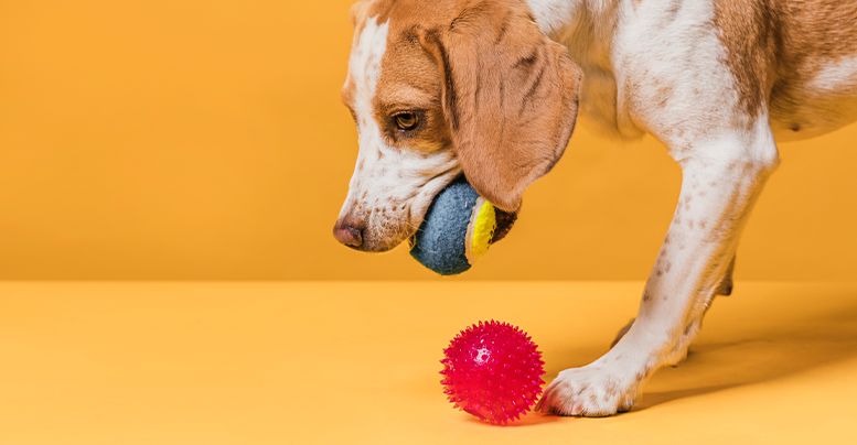 Мячик для собак: разновидности универсальной игрушки, как выбрать лучший