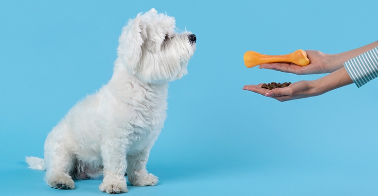 Лакомства «Комплимент» для собак: обзор полезных вкусняшек 