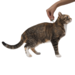 Профендер® капли на холку от гельминтов для кошек от 0,5 до 2,5 кг - 1 пипетка – интернет-магазин Ле’Муррр