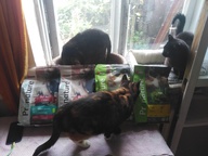 Пользовательская фотография №3 к отзыву на Pronature Life Infiniti Сухой корм для кошек и котят (с лососем)