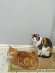 Пользовательская фотография №9 к отзыву на 1st Choice Vitality Сухой корм для взрослых домашних кошек (с курицей)