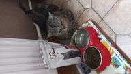 Пользовательская фотография №4 к отзыву на 1st Choice Vitality Сухой корм для взрослых домашних кошек (с цыпленком)