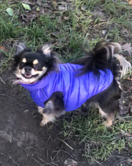 Пользовательская фотография №1 к отзыву на Collar AiryVest Курточка двухсторонняя для собак, розово-фиолетовая